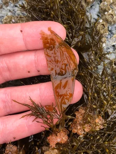 Coilodesme californica