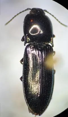 Nitidolimonius weidtii thumbnail 2