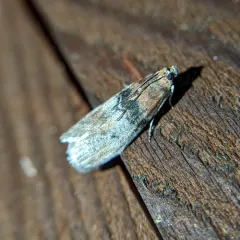 Belted Leafroller Moth thumbnail 4