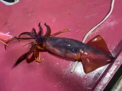 Humboldt Squid thumbnail 4