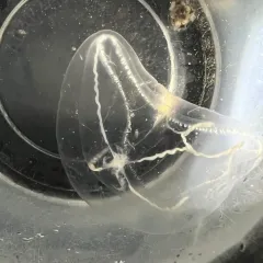 Cross Hydromedusa thumbnail 3