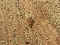 Clusia occidentalis thumbnail 2