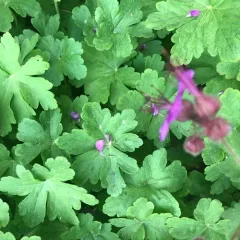 Rock Crane's-bill thumbnail 4