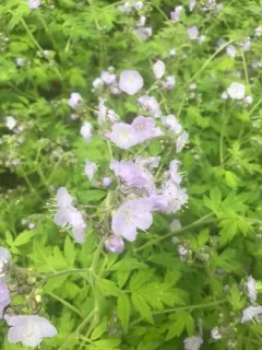 Purple Phacelia thumbnail 2