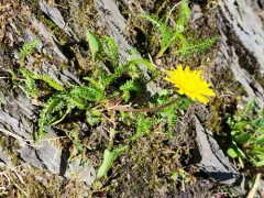 Large-lobed Dandelion thumbnail 2