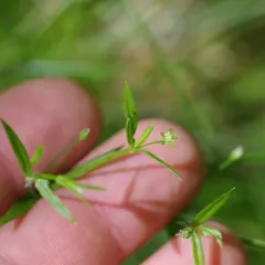 Boreal starwort thumbnail 4