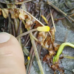 swamp beacon thumbnail 3