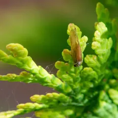 Yellow Net-spinning Caddisfly thumbnail 2