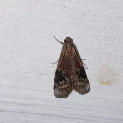 American Plum Borer Moth thumbnail 4
