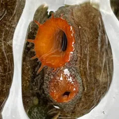 Northwest Ugly Clam thumbnail 3
