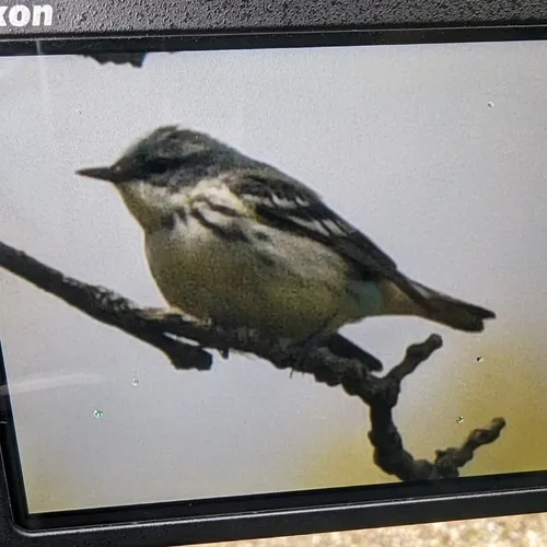 Cerulean Warbler