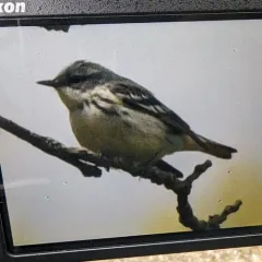Cerulean Warbler thumbnail 1