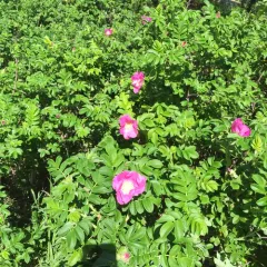 rugosa rose thumbnail 4