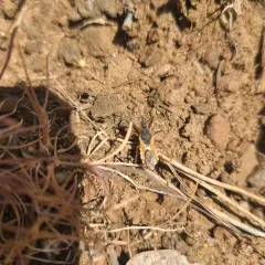 Rhynocoris ventralis thumbnail 2