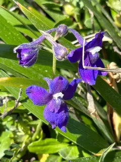 coastal larkspur thumbnail 1