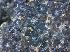 lesser salted rocktripe thumbnail 2
