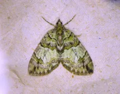 Black-dashed Hydriomena Moth thumbnail 4
