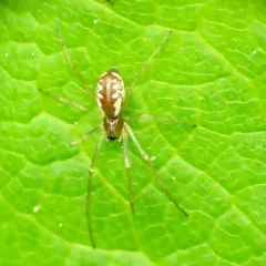Dana Sheet-web Micro-weaver thumbnail 4