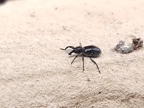 Myrmex scrobicollis