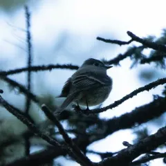 Hammond's Flycatcher thumbnail 2