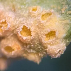 Puccinia pimpinellae thumbnail 4