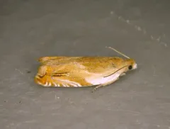 Ancylis laciniana thumbnail 4