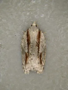 Acleris youngana thumbnail 4