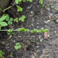 bur reed sedge thumbnail 3
