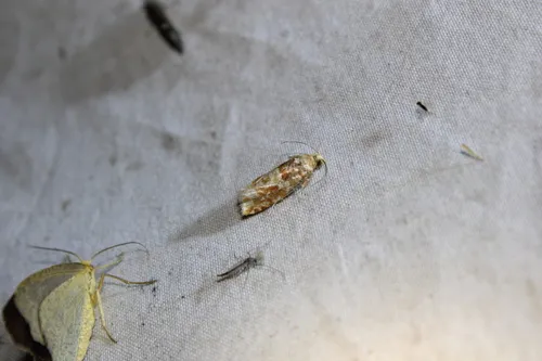 Shortleaf Pine Coneborer Moth
