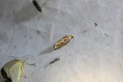 Shortleaf Pine Coneborer Moth thumbnail 1