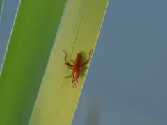 Sepedon fuscipennis thumbnail 3