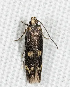Trypanisma prudens thumbnail 3