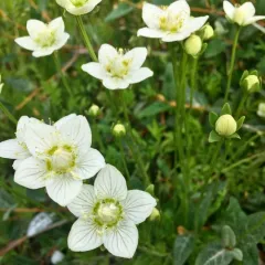 marsh grass-of-Parnassus thumbnail 3