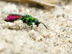 Pseudochrysis neglecta thumbnail 2