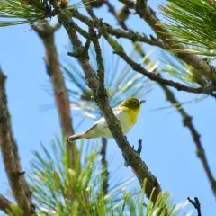 Yellow-throated Vireo thumbnail 4