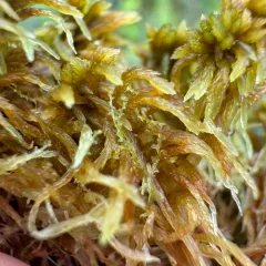 Bog Pouchwort thumbnail 3
