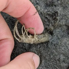 Pista pacifica thumbnail 3