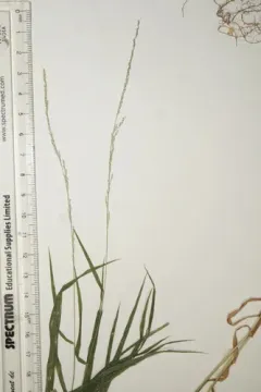Cliff Muhly thumbnail 1
