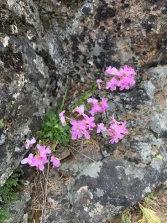 modest rockcress thumbnail 2