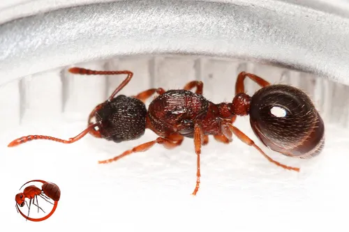 Broken-horned Ant