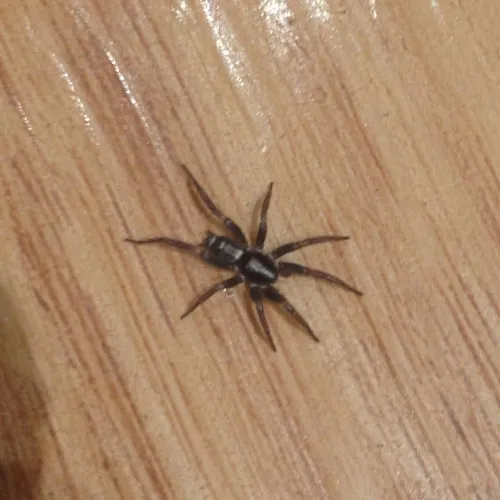 Eastern Parson Spider