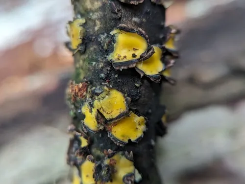Coccomyces triangularis