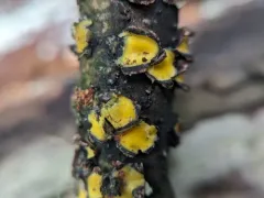 Coccomyces triangularis thumbnail 1