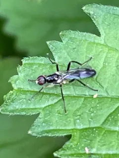 Cordilura varipes thumbnail 3