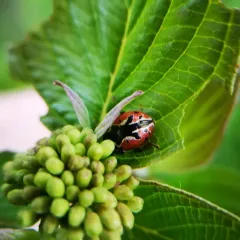 Rowena's Leaf Beetle thumbnail 3