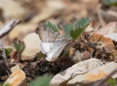 Cerulean Looper Moth thumbnail 4