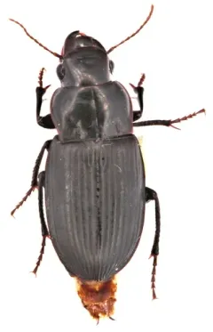 Harpalus lewisii thumbnail 2