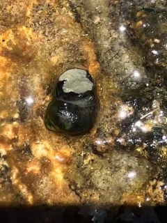 Green River Pebblesnail thumbnail 1