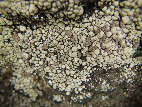 Powdery Almond Lichen