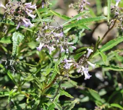 California yerba santa thumbnail 4